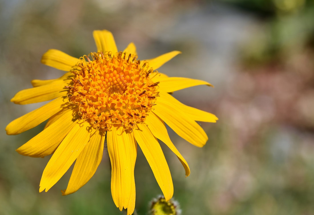 Arnica montana homeopathy for wisdome tooth extraction