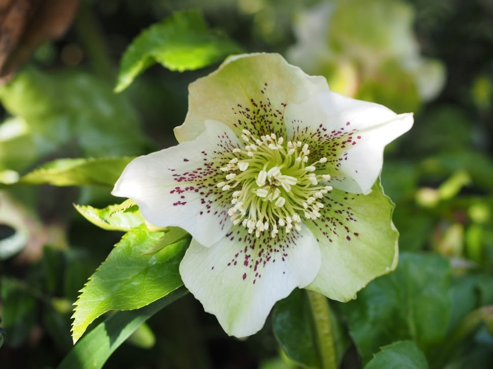 Helleborus niger, a homeopathic remedy useful for head injuries
