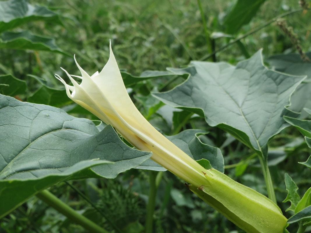 Datura stramonium used as a homeopathic remedy can be helpful for states of aggression and rage in children