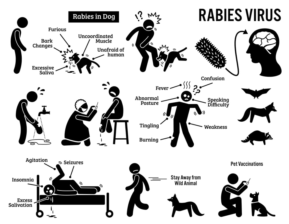 Rabies, rabid dog saliva, homeopathy, anke zimmermann, homeopathy