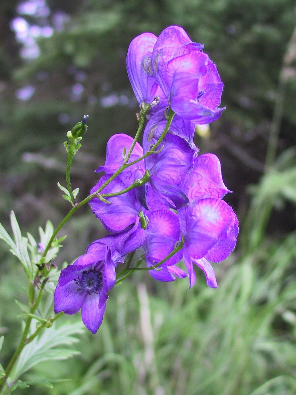 Aconitum napellus, a common homeopathic remedy for shocks
